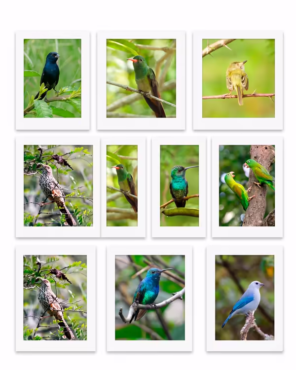 Sección de Aves